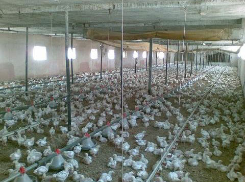 SPREY POLİÜRETAN KÖPÜK TAVUK & MANTAR ÇİFTLİKLERİ YALITIMI